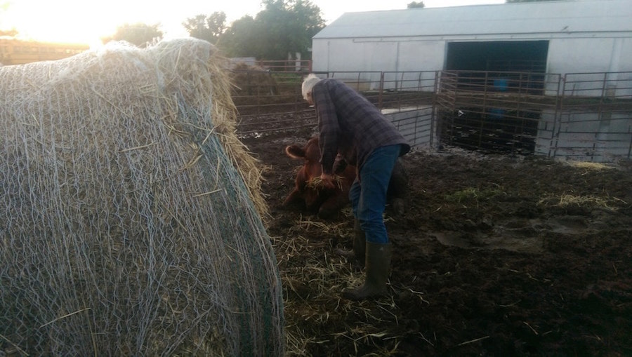 man and cow manly heart hard work